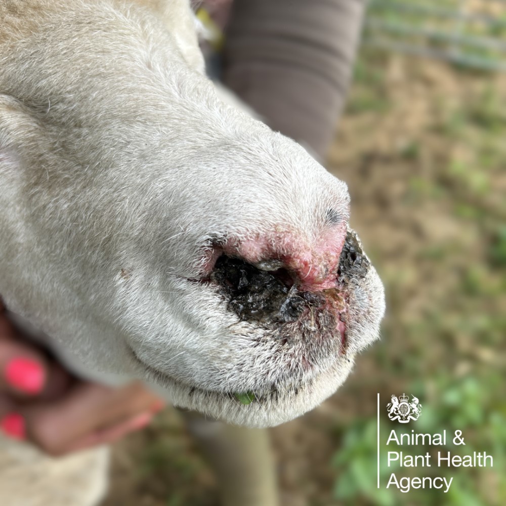 Sheep with nasal crusting lesion